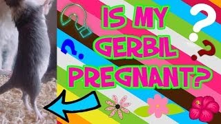 How To Tell If Your Gerbil Is Pregnant [upl. by Salazar]