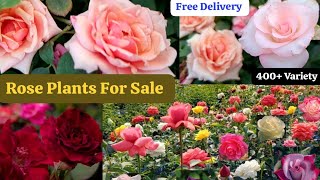 Winter Beautiful Rose Collection🌹Best Quality Rose Plants Sale🌹Free Shipping 🚚 WhatsApp 8250221446 [upl. by Adalbert]