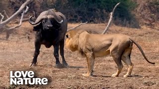 Buffalo Fights for Survival Against a Hungry Lion Pride  Love Nature [upl. by Octavie]