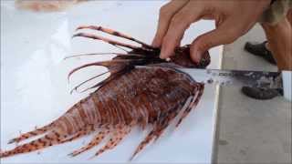 How to Fillet a Lionfish [upl. by Abraham553]