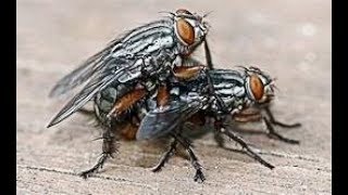 Killing Thousands of House Flies In Days With A Homemade fly Trap [upl. by Ennahtebazile]