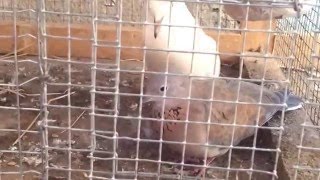 A male ringneck dove tying to mate with a female senegal dove [upl. by Leoy]