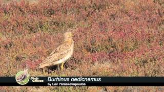 Eurasian Stonecurlew Burhinus oedicnemus  Πετροτουρλίδα  Авдотка [upl. by Enahpad]