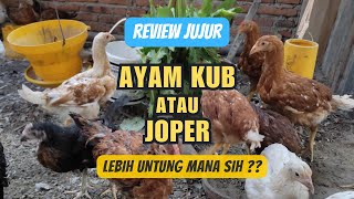 LEBIH UNTUNG MANA TERNAK AYAM JOPER VS KUB [upl. by Trauner273]