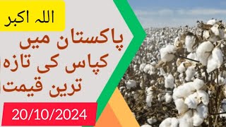 cotton rate today  aj kapas ka rate  cotton price today  today cotton price  today cotton [upl. by Lilas]