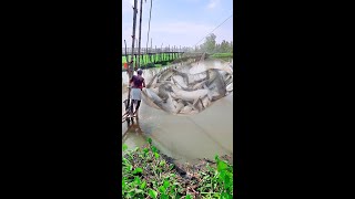 Fishing Video  Fishermen are fishing with Net in the village canal  Excellent hook fishing [upl. by Yousuf]