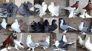 pigeon sale supaul Bihar contact number 9304346248 [upl. by Elumas439]