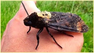 Acherontia atropos  Linnaeus 1758  Sphingidae  Sphinx tête de mort  France  062019 [upl. by Aivad]