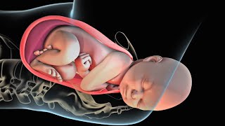 New born baby delivery  3d animation  9th month delivery  childbirth  asmr  pregnancy delivery [upl. by Wilsey]