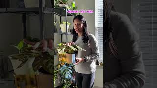 Tuesday 🪴 subscribe calathea calatheaplant houseplants plantmom [upl. by Emelita]