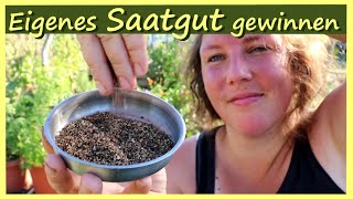 Eigenes Saatgut ernten aus dem Garten │ Saatgut [upl. by Roosnam377]