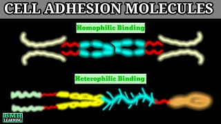 Cell Adhesion Molecules  CAMS  Cadherin Integrin IGCAMS Selectin [upl. by Maud861]