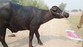 watch pure neeli Ravi buffalo for sale in Punjab Pakistan on YouTube Altaf buffalo TV [upl. by Adnilym]