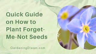 Quick Guide on How to Plant ForgetMeNot Seeds [upl. by Kyrstin244]