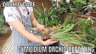 Complete Cymbidium Orchid Repotting step by step guide [upl. by Saddler]