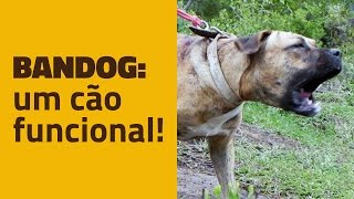 Bandog Um cão funcional [upl. by Ahsekal]