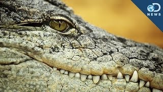 Terrifying Ancient Crocodile Discovered [upl. by Turrell]