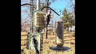 Downy Woodpecker ▢ 4K HDR [upl. by Aliuqehs103]