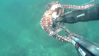 Octopus Macropus [upl. by Salvador371]