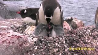 Penguins amp Chicks  Gentoo Penguin Colony in Antarctica [upl. by Atsuj391]