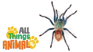 SPIDER   Animals For Kids  All Things Animal TV [upl. by Adnovahs]