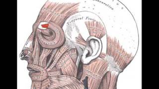 Corrugator Supercilii Muscle [upl. by Ginsburg575]