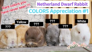 Netherland Dwarf Rabbit COLORS Compilation1  Size amp Full Grown Funny Cute Baby Bunny Breeds [upl. by Andrej]