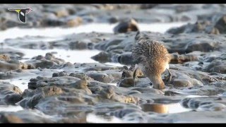 Migratory Shorebirds Depend on the Yellow Sea English 1080p [upl. by Llerrah]