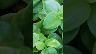 My Small Beautiful Home Garden Raining In My Backyard EP  1955 shorts garden short shortvideo [upl. by Fish]