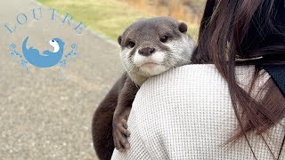 Too Funny Petulant Otter Intimidates Big Dog [upl. by Ahsiekar]