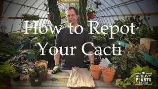 How to Repot Your Cacti [upl. by Adnav]