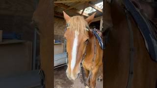 PURE BRED GOOD BOY❤️horseriding equestrain shortsvideo horse goodboy dog love explore show [upl. by Gregorio]