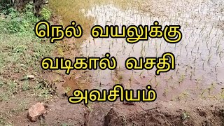 🌾💥 நெல் வயலுக்கு வடிகால் வசதி அவசியம் senganthalorganics agriculture organic paddy senganthal [upl. by Aynekat]