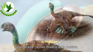 Descubren embrión de dinosaurio que revela conexión evolutiva con las aves [upl. by Dearr]