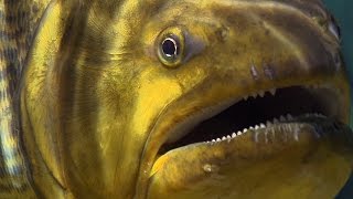 Piranha Feeding Frenzy  Planet Earth  BBC Earth [upl. by Ahsercel]