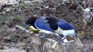 CURLCRESTED JAY CYANOCORAX CRISTATELLUS GRALHADOCAMPO Exotic birds free in the wild [upl. by Baggott]