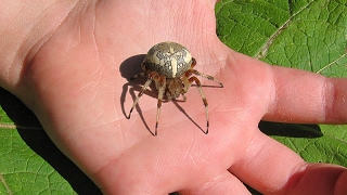 Пауккрестовик Araneus diadematus [upl. by Nomannic]