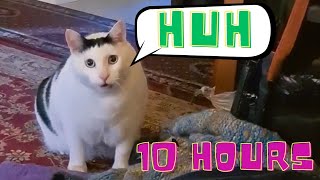 Huh Cat Meme 10 Hours [upl. by Reisch]