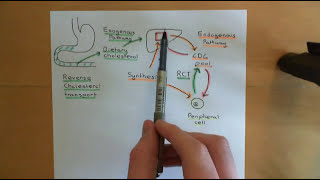 Cholesterol Metabolism Part 3 [upl. by Aliek]