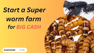 Darkling Beetles Embracing Super Worms for Sustainable Food and Livestock Feed [upl. by Yemiaj]