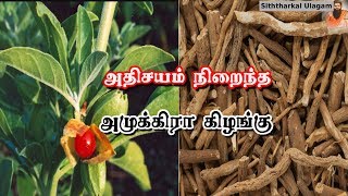 அமுக்கிரா கிழங்கு பயன்கள் Amukkara Kizhangu Benefits In Tamil  Siththarkal Ulagam [upl. by Orsay622]