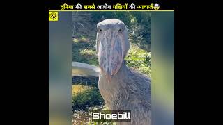 You will get scared after hearing the sound of these birds😲 shortvideo [upl. by Surat]