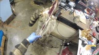 Professional Fur Handling Raccoon Part 1 Skinning [upl. by Alohcin]