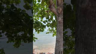 Thirumullavaram beach kollam shortsfeed shorts shortvideo shortsviral shortsyoutube trending [upl. by Edlun589]