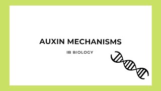 IB Biology Auxin Mechanisms [upl. by Ydnil]