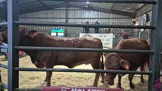 Part 2 Grassfields Beef Production Auction live from Grassfields Beef Droughtmasters [upl. by Ettezoj837]