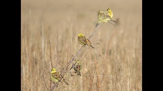 Natuurgebied de Maashorst  GeelgorsEmberiza CitrinellaYellowhammer [upl. by Soirtimid442]