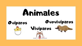 Animales ovíparos vivíparos y ovovivíparos 🐯🐸🐠  ¿Cómo nacen los animales 🤔🤓 [upl. by Bogusz280]