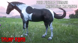 Free Piebald Tobiano Hungarian Halfbred [upl. by Ewall]