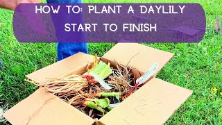 How To Plant A Daylily—Start to Finish  Oakes Daylilies [upl. by Sitoel857]